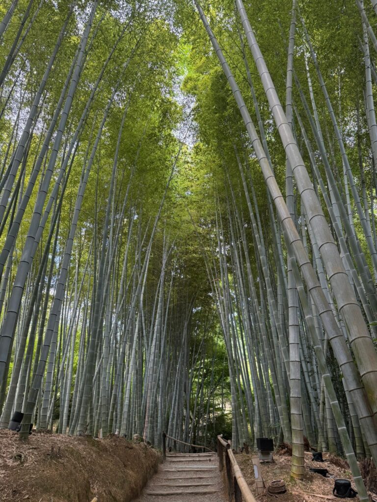 Tall green bamboo in a dense grove
